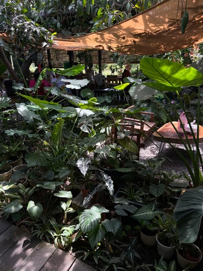 The image shows a garden in Diên Khánh, Vietnam. The scene is overgrown with a variety of plants, including large-leafed tropical varieties. A wooden structure, possibly a pergola or gazebo, is partially visible on the left. Behind the plants, there is a wooden table and chairs. The ground appears to be covered with gravel. Sunlight filters through the foliage, creating strong contrasts of light and shadow. People are present in the background.