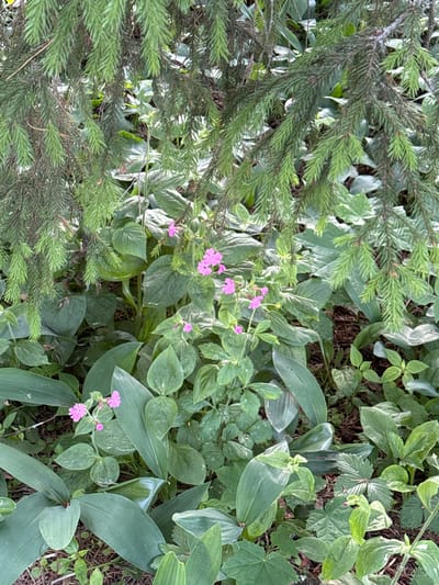 In Keila-Joa alevik, Estonia, a forest floor is depicted, primarily consisting of dense green foliage and the lower branches of a coniferous tree. The foreground is dominated by large, broad green leaves, some with variegated white stripes, interspersed with smaller, more delicate green leaves. A few clusters of small, bright pink flowers are scattered amongst the greenery, with one prominent cluster of four flowers in the center-left of the image. The branches of the coniferous tree hang down from the top of the frame, their green needles casting shadows on the undergrowth below. The ground is covered with a layer of dark brown organic material, likely pine needles and decaying leaves. The scene is natural and untamed, suggesting a woodland or garden setting within Keila-Joa. No people are present.