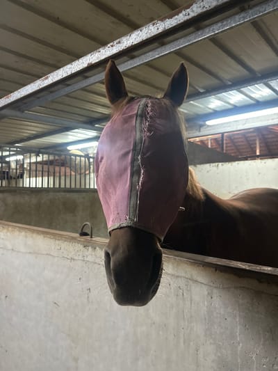 An image taken in Kfar Monash, Israel, depicts a brown horse positioned inside a stable. The horse's head and upper neck are visible, extending over a light-colored concrete barrier in the foreground. It wears a faded, somewhat tattered pink mesh fly mask, featuring a dark vertical strip down its center, covering its eyes and forehead. The horse's muzzle, nostrils, and whiskers are clearly visible, directed towards the viewer. The background reveals the interior of the stable, characterized by a corrugated metal roof supported by metal beams, some showing signs of rust. Fluorescent tube light fixtures are mounted on the ceiling structure, illuminating the scene. To the left, metal bars of an adjacent stall are visible, with indistinct shapes or another animal partially discernible behind them. The concrete walls of the stable appear textured and worn.