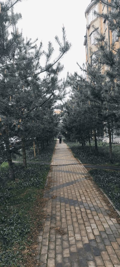 The image depicts a tree-lined path in Fryazino, Russia, with a brick building visible in the background. The path is paved with rectangular stone blocks, and green grass is growing along the edges. A single person walks along the path. Evergreen trees with dense foliage border both sides of the path. The sky appears overcast.
