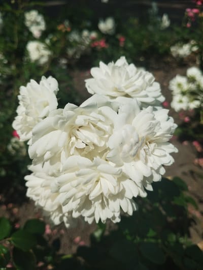 A close-up, eye-level shot showcases a cluster of white roses in bloom, likely in a garden. The roses are the primary focus, filling most of the frame with their layered petals. The background is softly blurred, revealing hints of green foliage, other white and pink flowers, and dark soil. The lighting suggests it's daytime, possibly a sunny afternoon, with shadows cast by the petals. The image does not provide any specific information to determine its location in the city of Sumy, Ukraine. There are no people or actions depicted.