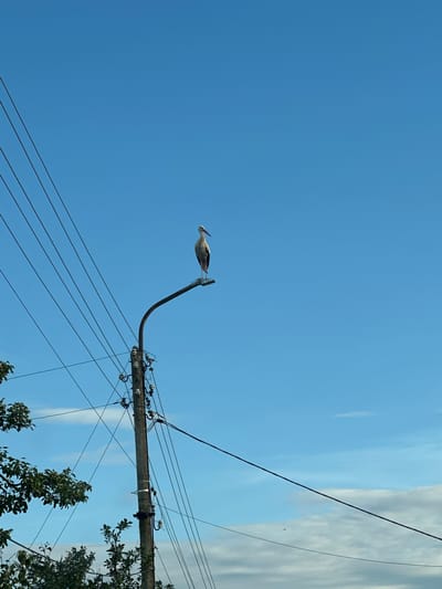A single stork stands perched on a street light in Ovoshtnik, Bulgaria. The stork is facing to the left, its body mostly white with dark wing tips and a long, red beak. The street light is made of concrete and metal, with several wires connected to it. The sky is a clear, bright blue with a few wispy clouds. In the foreground, the branches of a leafy tree are visible on the left side of the image. The scene appears to be a rural or suburban area.