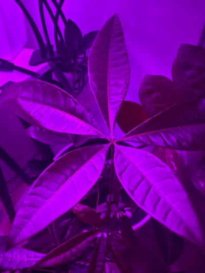 The image shows a close-up, overhead view of several large, glossy leaves of a plant, bathed in intense purple light. The leaves are a deep reddish-purple, with prominent veins and a slightly textured surface. They radiate outwards from a central point, suggesting a fan-like arrangement. Some of the leaves are sharply in focus, while others are softer or partially obscured by shadows and other leaves. The lighting creates a dramatic and somewhat artificial atmosphere. The background is a solid, vibrant purple, likely a wall or backdrop illuminated by the same light source. The overall impression is one of lushness and vibrant color, though the intensity of the light also gives it a slightly mysterious or otherworldly feel. The scene appears to be indoors, given the artificial lighting and the presence of what looks like a plant pot and some cables or wires visible in the lower part of the image. There is no visible text. The time of day and weather are not discernible.