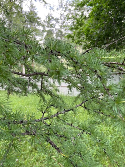 A close-up shot of a pine tree branch, laden with its characteristic needles, is the primary focus. The needles are vibrantly green and densely packed along the branch, creating a lush, textured appearance. In the background, a blurred expanse of green grass stretches out, interspersed with hints of small, yellow wildflowers. A pale fence is visible behind the grass, suggesting a boundary to the area. Further in the distance, the soft focus of other trees and a bright, overcast sky complete the natural, outdoor scene. The image appears to be taken in the city of Zelenaya Polyana, Russia, as indicated by the setting. There are no people or animals present in the image, nor any discernible actions or interactions.