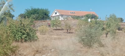 This is a daytime, eye-level, medium shot of a hillside in Los Santos de Maimona, Spain, dominated by vegetation and a white house with a terracotta tiled roof. The sky is clear and blue. The house is positioned towards the top-center of the frame, with its front facade visible. It features a gabled roof with several dormer windows and a prominent triangular attic window. The surrounding terrain is rocky and covered with dry grass and scattered trees. In the mid-ground, a person wearing a red backpack is walking up the hill, appearing to be in motion. Several smaller trees and bushes are distributed across the hillside. The foreground is densely populated with more trees and dry vegetation, some of which are out of focus, suggesting movement or a distance from the camera. The scene depicts a rural or semi-rural environment on a sunny day.