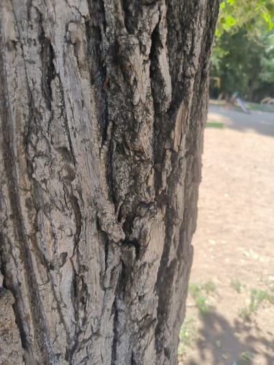 The media file is a close-up, vertical shot of the rough, textured bark of a tree trunk. The bark is a mix of grey and brown tones, with deep fissures and ridges that create a rugged, natural pattern. The focus is sharply on the bark, highlighting its intricate details and weathered appearance.
To the right of the tree trunk, the background is blurred, suggesting a shallow depth of field. Through the blur, hints of an outdoor setting are visible. There are patches of green foliage, indicating trees or bushes. The ground appears to be sandy or dusty, with some scattered green plants and shadows cast on it. Further in the background, there are indistinct shapes that could be playground equipment, like a slide, suggesting the location might be a park or a children's play area. The lighting suggests it is daytime, possibly late morning or afternoon, with the sun casting shadows.
The overall impression is one of natural detail and a peaceful, outdoor environment. There is no visible text in the media file. The scene is located in Асқар Тоқпанов ауылы, Kazakhstan.