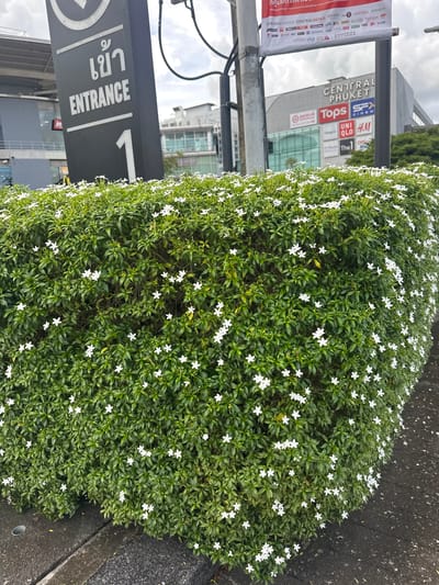 The image shows a dense, flowering green hedge with numerous small white flowers. The hedge is positioned alongside a paved walkway or road. In the background, a tall, dark sign with the word "ENTRANCE" in English and Thai characters is visible, along with the number "1". Further behind the sign, a multi-story building with various storefront logos, including "CENTRAL PHUKET," "Tops," "SFX CINEM," "UNI QLO," and "H&M," is prominent. The sky is overcast. The scene appears to be an outdoor area, likely in a commercial or public space, given the signage and building. This location is identified as Wichit, Thailand. There are no people visible in the image.