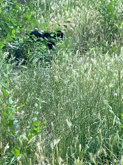 A black animal, possibly a dog or a wild animal, is partially visible amidst dense green foliage and tall, dried grass. The animal appears to be walking or moving away from the viewer, with its body mostly obscured by the vegetation. The environment suggests an outdoor, unkempt area, possibly a park or overgrown lot in the city of Cahul, Moldova. The lighting indicates it is daytime. The focus is on the animal and its surroundings, with the background being a blur of green and brown.