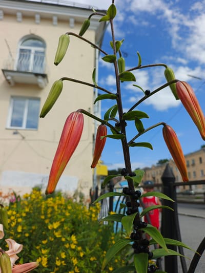 This is a medium shot of a lily plant with several buds and some dark berries, against a backdrop of a building and a street scene. The lily stalk is prominent in the foreground, with slender green leaves and a few dark, round berries clustered along its length. Several lily buds, still closed and pointed, are visible, some green and others showing hints of orange. Two lily buds have begun to open, revealing the vibrant orange and red petals within, still tightly furled.
In the background, a pale yellow building with a distinctive arched balcony and windows occupies the left side of the frame. To the right of the building, a street is visible, with a black metal fence running along the sidewalk. Beyond the fence, a blurred figure of a person wearing a red shirt is partially visible. The sky is a bright blue with scattered white clouds, suggesting a pleasant day. A patch of yellow flowers and green foliage is visible in the mid-ground, adding a splash of color and indicating a garden or planted area.
The lighting suggests it is daytime, likely late morning or afternoon. The scene appears to be in a developed area, possibly a city street or residential neighborhood, given the presence of the building and street. No text is visible in the image.