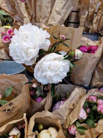 A close-up shot captures a bouquet of white peonies, with two prominent blooms in the foreground. The flowers are wrapped in brown paper, a common display method in florists. Peeking from behind the white peonies, and in the background, are other flowers, some appearing as buds, and others with vibrant pink petals. The background shows more brown paper wrapping, suggesting a market or retail setting. The overall lighting is natural, casting soft shadows and highlighting the delicate textures of the peony petals. The scene is static, with no discernible action or human presence. The image is taken from a slightly elevated viewpoint, looking down at the flowers. The presence of a label on one of the paper wrappings, visible in the lower left quadrant, indicates a commercial arrangement. While the image does not explicitly show the city of Bremen, Germany, the style of flower presentation, particularly the use of brown paper and the types of flowers often found in European markets, is consistent with florists in such a location.