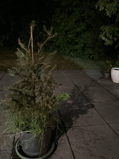 The image shows an outdoor scene at night, likely in Krefeld, Germany. The primary subject is a potted evergreen tree, appearing somewhat dry and neglected, with some surrounding grass growing in the pot. The tree is positioned on a paved surface, possibly a patio or walkway, composed of large, rectangular stones. To the left of the tree, there is dense, dark foliage, suggesting a garden or bushes. In the background, a white ceramic pot is visible, elevated slightly. The lighting is dim, indicating it is nighttime, and there is a damp sheen on the paving stones, suggesting recent rain. Shadows from the tree and potentially other unseen objects are cast on the ground. The overall mood is somber and quiet, with no people or animals present. The scene appears to be a residential or garden setting. There is no visible text in the image.