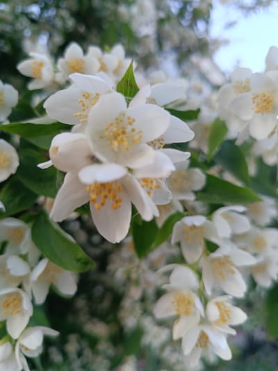 This is a close-up, slightly low-angle, outdoor photograph of a cluster of white jasmine flowers. The flowers have five petals, and the center of each flower contains yellow stamen. The background is a blur of green leaves and light sky. The overall impression is one of lush, natural beauty. The image was taken in Niasvizh, Belarus.