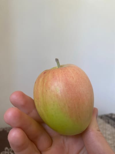 A hand is holding a small, round apple, which is a mix of green and pinkish-red colors, against a plain, light-colored wall. The apple has a short stem. The hand, with visible fingers, supports the bottom portion of the apple. The background wall is a solid, neutral color, likely white or off-white, with no discernible features. A subtle textured pattern is visible in the lower right corner of the image, suggesting it might be a tablecloth or similar surface. There is no indication of a specific location in Arbagish, Uzbekistan, or any other city.