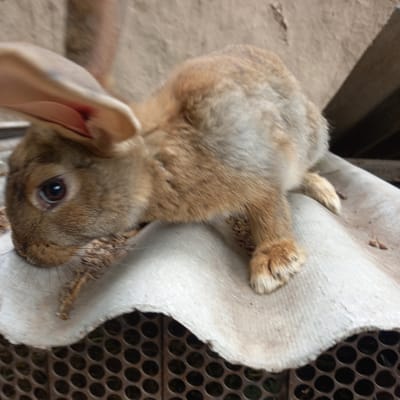 A medium shot captures a rabbit resting on a corrugated roof. The rabbit is brown with long ears and is positioned facing left. Its right front paw is extended forward and appears to be resting on some dried plant matter. The rabbit's eye is dark and appears to be looking forward. The background is out of focus, showing what appears to be a wooden structure and a metallic grate below the roof. The scene is outdoors.