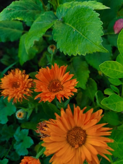 In Ақсуат ауылдық округі, Kazakhstan, a close-up, eye-level shot captures a cluster of vibrant orange marigolds with green foliage as the background. The focus is on three partially visible marigolds, with the largest and most detailed one dominating the bottom right of the frame. Its petals are a bright, saturated orange, with a textured, darker orange center. To its left, another marigold is slightly out of focus but still clearly identifiable by its orange petals. A third, smaller marigold is visible in the upper left quadrant, also orange. Interspersed with the flowers are lush green leaves, some with a serrated edge, adding depth and contrast to the scene. The lighting appears to be natural daylight, casting subtle shadows and highlighting the textures of the petals and leaves. The overall impression is one of natural beauty and a close-up view of a garden setting.