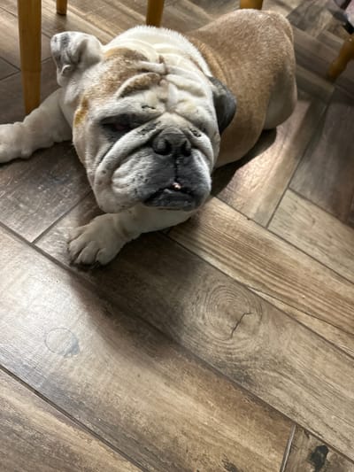 The image depicts an Old English Bulldog, or a similar breed known for its distinctive wrinkles, resting indoors on a wooden floor in Pokrov, Russia. The dog has a coat of light tan and white fur, with prominent gray and darker markings around its face, which is heavily wrinkled. It is lying on its side, looking calmly towards the camera. The floor consists of wood-look tiles or laminate, arranged in a patterned style, possibly herringbone, and features a distressed appearance with visible wood grain and knots. In the background and foreground, parts of light-colored wooden chair legs are visible. The lighting suggests it is daytime, and the overall scene conveys a sense of peace and relaxation. No text is visible in the image.
