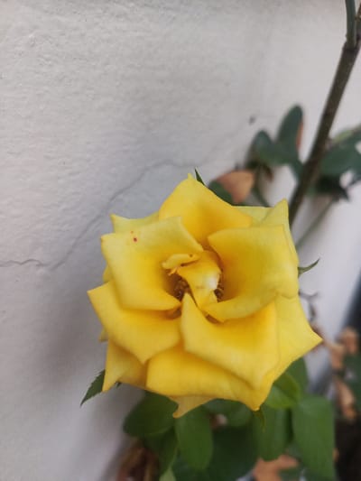 A close-up, vertical shot captures a vibrant yellow rose in partial bloom, set against a light-colored, textured wall in Guayaquil, Ecuador. The rose is the central focus, positioned in the lower middle of the frame, with its rich yellow petals unfurling to reveal a darker, somewhat obscured center. Hints of red or brown spots are visible on some of the upper petals, adding subtle detail.

Behind the rose, blurred green leaves and a brown stem extend upwards and towards the right, suggesting the rose is part of a larger bush or plant growing against the wall. The wall itself, likely stucco or concrete, has an uneven, rough texture and appears off-white or light gray, providing a neutral background that makes the rose's bright color stand out. Natural daylight illuminates the scene, creating soft shadows and highlighting the texture of both the petals and the wall. No activity or visible text is present. The setting evokes a serene outdoor environment, possibly a garden or patio.