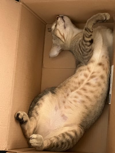 The image shows a tabby cat sleeping in a cardboard box. The cat is lying on its back with its legs curled up. Its eyes are closed and its mouth is slightly open, revealing its teeth. The cat's fur is a mix of brown, black, and white stripes. The cardboard box is plain brown and appears to be a standard shipping box. The setting is indoors, likely a home, given the presence of a pet. There are no visible windows or clues about the time of day or weather. The cat appears relaxed and comfortable, suggesting a peaceful moment of rest. The image is taken from a slightly elevated angle, looking down into the box. The overall tone of the image is cozy and domestic. No text is visible in the image.