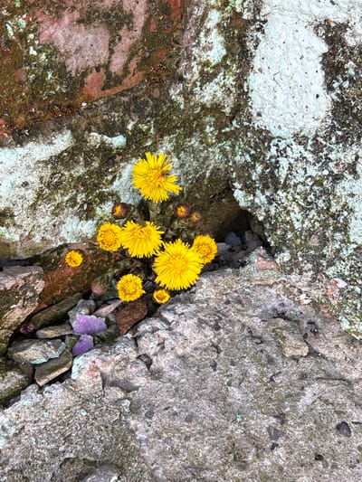 A cluster of yellow Coltsfoot flowers (Tussilago farfara) grows from a crevice between two weathered concrete structures. The concrete on the left shows remnants of paint and moss growth, while the concrete on the right is a rough, gray surface. A few pieces of purple debris lie among the stones and other debris in the crack. The exact location and context within Berezniki, Russia, are not discernible from the image.