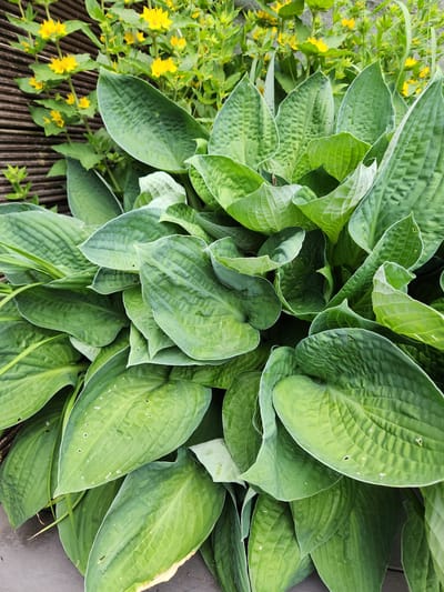 The image presents a close-up view of a vibrant outdoor plant arrangement. Dominating the foreground and center is a dense cluster of Hosta plants, characterized by numerous large, broad, and deeply ribbed leaves. The Hosta leaves exhibit various shades of green, with some displaying lighter green variegation or mottled patterns. Several leaves show minor signs of wear, including small, irregular perforations and slight browning along the edges. In the background, particularly visible on the left and upper right, are flowering plants with abundant bright yellow, five-petaled blossoms and slender green stems and leaves, consistent with Lysimachia (loosestrife). A dark brown, horizontally slatted structure, appearing to be wood, is visible along the left side and extending slightly into the bottom of the frame. The scene is illuminated by natural, even daylight, suggesting an outdoor garden or planted area. No people or animals are present.