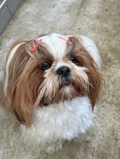 A Shih Tzu dog is shown from a high-angle perspective outdoors, sitting on a concrete surface. The dog has white and brown fur and is wearing two pink barrettes in its hair. The concrete surface appears weathered and slightly dirty, with some faint shadows. The background is out of focus. The location of Fasty, Poland is irrelevant to the description of the image.