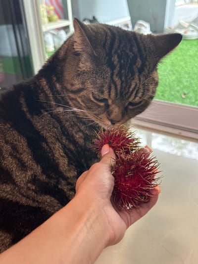 In Wichit, Thailand, a tabby cat with dark brown stripes is sniffing two red rambutans being held by a person's hand. The cat's head is turned downwards towards the fruit, with its eyes partially closed. The hand holding the rambutans has neatly manicured nails painted a light orange color. In the background, a blurred green lawn is visible through a window, suggesting an outdoor area. The lighting is natural, casting soft shadows. The overall scene appears to be in a domestic setting.