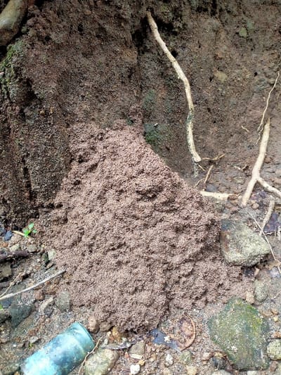 The image shows a large ant mound located at a site near a dirt path in the city of Kecamatan Sambirejo, Indonesia. The mound is composed of loose, brown dirt, appearing recently disturbed, and is situated near a cluster of roots and small rocks. A partially visible blue glass bottle can be seen below the mound. The surrounding area is dominated by the earthy tone of the soil, indicating an outdoor environment.