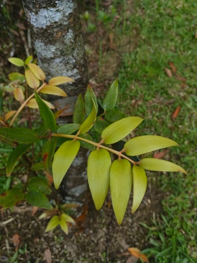 A high-angle, close-up photograph captures a plant stem bearing multiple leaves, positioned in Thành phố Kon Tum, Vietnam. The central subject is a branch with alternating, elongated oval to lanceolate leaves, exhibiting a gradient from vibrant yellowish-green (likely newer growth) to darker green, with some darker leaves displaying minor brown blemishes. This branch originates from the lower left and extends towards the upper right. In the upper left background, a portion of a tree trunk with rough, mottled greyish-white bark is visible. The ground cover consists of green grass, brown soil, and scattered brown leaf litter or debris, which forms the remainder of the blurred background. No individuals or animals are present in the frame.