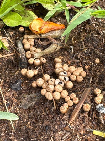 This close-up, eye-level, outdoor shot captures a cluster of small, tan-colored, spherical mushrooms growing in dark, moist soil amongst leaf litter and other organic debris. Several of the mushrooms are intact, while a few in the center of the frame have broken open, revealing a dark interior. A dried orange petal from a flower lies to the upper left of the cluster, and green leaves are visible at the top and left edges of the frame. A small piece of grey rock is present in the lower right corner. The lighting suggests it is daytime, possibly overcast. The scene is consistent with a garden or natural area.