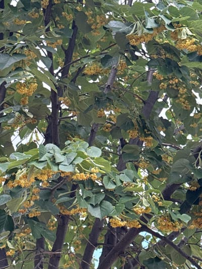 The image displays a close-up view of a linden tree in bloom, showcasing its characteristic heart-shaped leaves and clusters of small, fragrant yellow flowers. The branches are dark and sturdy, with some lighter twigs visible. The foliage is dense, obscuring much of the background, though glimpses of a pale sky suggest an outdoor setting. The scene is consistent with a view of a linden tree located in Polsko Padarevo, Bulgaria, a region known for its natural beauty and rural landscapes where such trees are commonly found. There are no people or animals present in the image.
