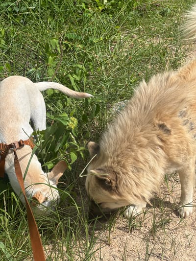 Two dogs are in a grassy area with sandy patches. One dog, predominantly white with tan markings, is wearing a brown harness and is sniffing the ground in the tall grass. Its tail is held in a slightly raised, curved position. The second dog, larger and with shaggy, light brown fur, is also sniffing the ground to the right of the first dog. It has dark patches on its fur. The environment appears to be outdoors, likely a park or open field, with ample sunlight casting shadows. The background consists of dense green foliage and grass. The location is identified as Baan Nok Sai, Thailand.