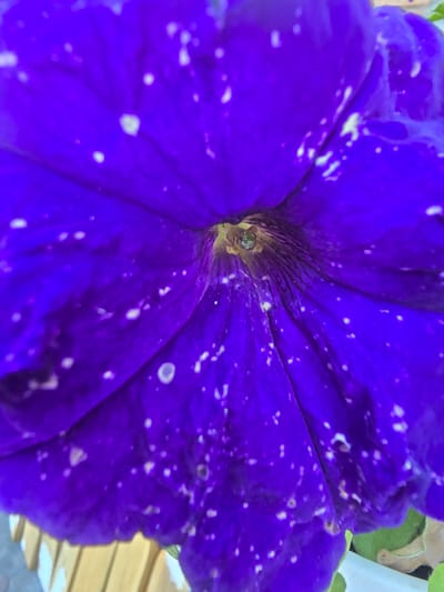 A close-up, upward-facing view of a bright purple petunia flower shows intricate details of its velvety petals. White speckles are scattered across the surface of the petals, adding texture and visual interest. The center of the flower reveals darker shades and delicate structures within. The flower is positioned outdoors, with hints of a wooden surface and greenery in the blurred background. The location is the city of Nova Kakhovka, Ukraine.