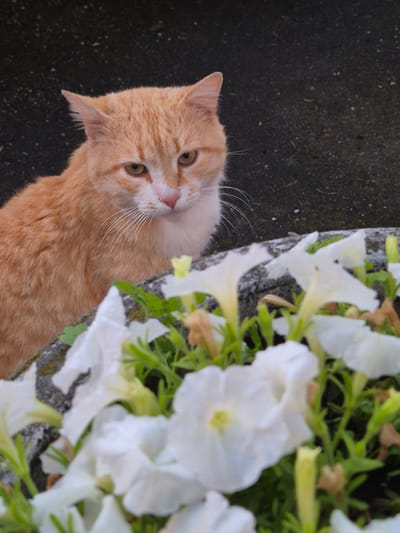 An orange cat is looking up from beside a flower box. The box is filled with white flowers. The cat is on the left and the flowers are on the right. A concrete surface is on the left side of the image. There is no evidence to indicate that this image was taken in Pavlikeni, Bulgaria.