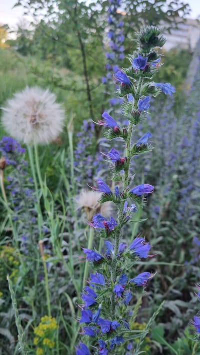 This is a close-up, vertical-format, outdoor photograph of a vibrant blue flower stalk in the foreground, with a soft-focus background of greenery and other purple flowers. The main subject is a tall, slender plant with numerous small, trumpet-shaped blue flowers clustered along its stem. The stem itself is green and appears to be covered in fine, white hairs. Some of the flowers have pinkish-red pistils extending from their centers.
To the left of the main flower stalk, a large, fluffy white dandelion seed head is visible, also out of focus. Further in the background, a dense patch of smaller purple flowers creates a hazy blur. The environment suggests a natural or semi-natural setting, possibly a field, park, or garden. The lighting appears to be natural daylight, possibly late afternoon or early evening, given the soft quality of the light. There are no people or animals in the image. The scene is peaceful and highlights the beauty of wildflowers.
The location in the city of Smila, Ukraine is not determinable from the visual information in the image.