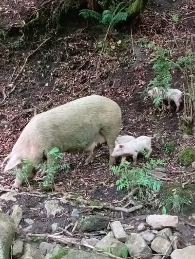 A light-colored adult pig and three piglets are foraging on a wooded hillside in Plastunka, Russia. The adult pig is in the foreground, facing left and bending down to eat. Two piglets are near the adult, and a third piglet is further up the hill. The ground is covered with dirt, leaves, rocks, and some greenery. Trees and ferns are visible in the background.