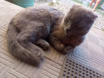 A grey Scottish Fold cat is lying on a textured concrete surface, possibly a sidewalk or patio, with its body curled. The cat's ears are folded forward, characteristic of the breed. Its tail is wrapped around its body. In the background, a large green cylindrical object, possibly a water tank, is visible, along with some vegetation and out-of-focus figures of people walking. The scene appears to be an outdoor urban setting in the city of Vilshany, Ukraine.