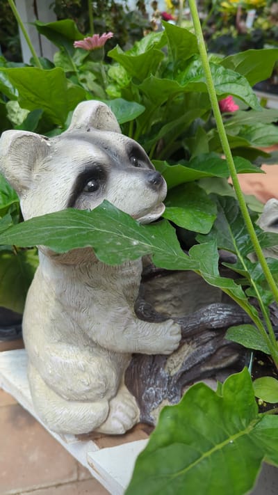 This is a close-up, rotated image of a decorative statue of a raccoon lying down amongst lush green foliage. The statue is light gray with black markings around its eyes, mimicking the natural appearance of a raccoon. It is positioned as if resting against a dark, textured element that resembles a tree trunk. The background consists of vibrant green leaves of various sizes and shapes, with a few pink flowers visible in the upper left and left sections, adding a touch of color to the scene. The statue appears to be made of a material like resin or concrete, common for garden ornaments. The overall impression is one of a charming, naturalistic garden decoration. There is no visible text. The lighting suggests it could be daytime, with diffused light casting soft shadows, indicating a potentially overcast or shaded environment.
