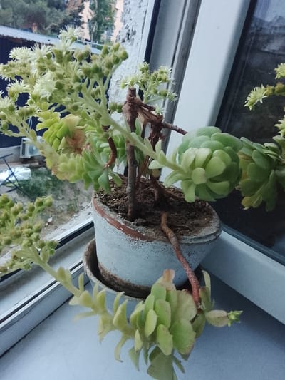 A potted succulent plant with a blooming inflorescence is situated on a windowsill in Namangan City, Uzbekistan. The plant has light green, fleshy leaves and is growing in a light grey pot with a reddish-brown rim. The pot is placed on a saucer. The background shows a window with white framing, and through the glass, a reflection of the surroundings and some outdoor elements, including trees and buildings. A white wall with visible texture is also present to the right. The windowsill appears to be made of a light-colored material. The overall lighting suggests it is daytime.