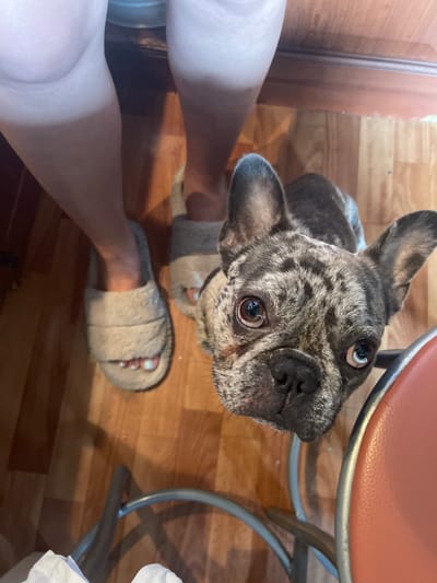 The media file is a close-up, high-angle shot of a brindle French Bulldog looking up at the camera. The dog's face is the primary focus, with its large, expressive eyes and distinctive spotted coat clearly visible. It is positioned in the foreground, partially obscuring a person's legs, which are visible wearing fuzzy slippers. The setting appears to be indoors, with a wooden floor and the leg of a chair in the lower left corner. The lighting suggests it could be daytime. The dog's gaze conveys curiosity or perhaps a plea for attention. The image is taken from a perspective that makes the viewer feel as if they are looking down at the dog. There is no visible text in the image. The location context is Shcherbinka, Russia.