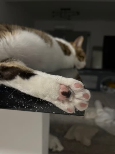 The image shows a close-up view of a cat's paw resting on a black speckled surface. The paw is white with pink paw pads and one distinct black marking on the main pad. The cat's fur appears to be white and brown. The background is blurred and dark, with some indistinct shapes that suggest an indoor environment, possibly a kitchen or living area. There is no visible indication of the city of Limassol, Cyprus.