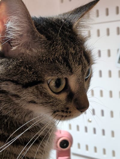 The image captures a close-up, profile view of a domestic cat's head and upper chest, documented as occurring in the city of Башкултаево, Russia. The cat exhibits a tabby coat pattern, characterized by stripes and mottling in shades of brown, grey, and black fur, with lighter, possibly white, fur visible around the muzzle and inside the ears. Its prominent eye, positioned centrally, features a large, round, yellowish-green iris with a dark, dilated pupil. The cat's pointed ears are erect, with distinct white tufts of fur protruding from the inner canal. Numerous long, white vibrissae (whiskers) extend horizontally from the muzzle area. The nose is a subdued pinkish-brown. The cat is looking towards the right side of the frame, with an alert or curious gaze. The background consists of a white, perforated board (pegboard) with several uniformly spaced, oblong perforations visible. A blurred, partially visible pink object, possibly a camera component or another device, is situated in the lower right foreground, beneath the cat's chin line.
