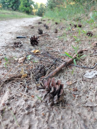 The image depicts a low-angle view of a sandy path in a forest. The foreground is dominated by pine cones scattered on the ground, interspersed with dry pine needles and small green shoots of grass. A few small twigs are also visible, one of which has a sprout growing from it. The path recedes into the distance, becoming blurred.

In the background, trees with green foliage line the sides of the path, suggesting a natural, possibly wooded environment. The light filtering through the trees and the soft focus of the background indicate it is likely daytime, possibly late afternoon or early morning due to the warm light. The overall mood is peaceful and natural. There is no visible text in the image. The location is identified as Мётчанскі сельскі Савет, Belarus.