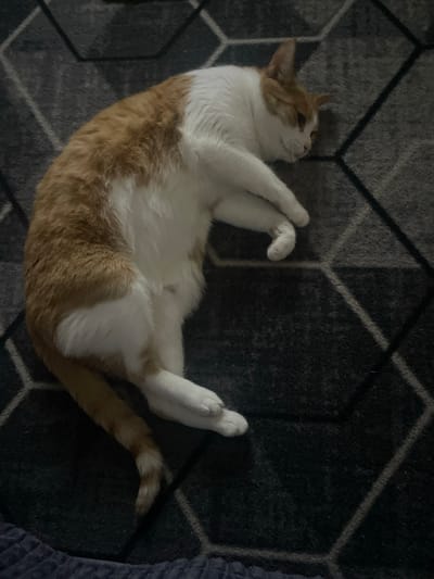 A ginger and white cat is lying on a dark grey rug with a geometric pattern. The cat is curled on its side, with its head resting on its paws. Its eyes are partially closed. The rug has a pattern of intersecting lines that form hexagons. The lighting is dim, suggesting it is indoors at night or in a poorly lit room. The cat's fur is short and appears soft. The scene is domestic and peaceful.