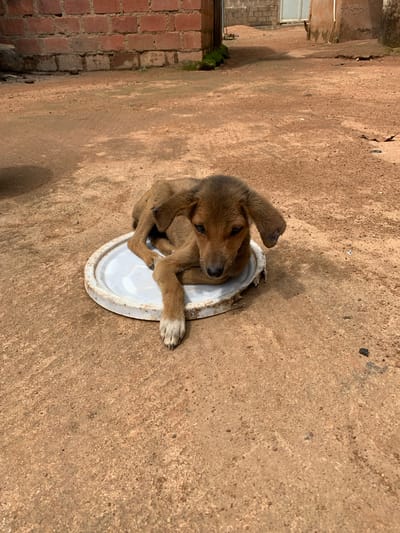 The image shows a young brown puppy sitting inside a white bowl on a dirt ground. The puppy is looking upwards with its ears perked. The background consists of a brick wall on the left and more dirt ground. The lighting suggests it is daytime, with shadows cast by the puppy and the surrounding structures. The overall scene appears to be an outdoor setting in what could be a residential or rural area. There is no visible text in the image.