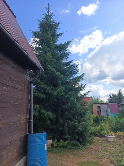 An outdoor, eye-level, medium shot captures a rural backyard scene under a partly cloudy blue sky in Новое, Russia. The left side of the frame is dominated by the weathered, dark brown wooden wall of a building with a dark red corrugated metal roof. A dark gray gutter system is attached to the side of the building, with a downspout directing water into a bright blue metal barrel positioned on the ground. To the right of the barrel, a tall, mature evergreen tree with dense green foliage stands prominently. In the background, several small sheds with colored roofs, including red and turquoise, are visible amidst greenery. A white flower pot sits on the grass to the right of the evergreen tree, and a small red and white mushroom-shaped garden decoration is also visible in the lower right corner of the frame. The ground is covered with dry grass and some patches of green vegetation. There are no people or animals present in the image.