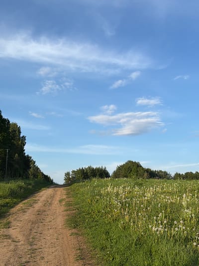 The image depicts a serene rural landscape, likely in Норд Снт, Russia, under a clear, bright blue sky dotted with scattered wispy white clouds. A wide, unpaved dirt path curves gently from the lower right foreground into the distance towards the left, inviting passage.
To the immediate left of the path, a verdant green field stretches across the midground, densely populated with dandelions that have gone to seed, their white, fluffy heads standing out against the green. A line of dark green, dense trees forms a horizontal band across the middle of the image, marking a distant treeline or border between open fields and more forested areas. The trees cast subtle shadows, indicating a sunny day.
The scene is devoid of people or animals, emphasizing a sense of natural tranquility and open space. The bright lighting suggests it is daytime, likely late morning or early afternoon, with pleasant weather conditions. There is no visible text in the image.
