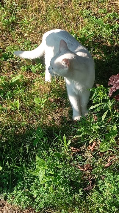 A white cat with pink ears stands in a grassy area. The cat is facing right, with its body angled slightly away from the viewer. Sunlight casts a shadow on the cat's back. The grass is a mix of green and brown, with some dry leaves visible. In the foreground, there are various types of green plants, including some with broader leaves and some with smaller, more delicate foliage. A dark red plant with textured leaves is visible on the right side of the image. The scene appears to be outdoors in a natural setting.