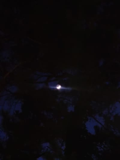 The image depicts a nighttime scene with a crescent moon partially visible through dark foliage. The overall atmosphere is dim, with the moon being the primary light source, casting a faint glow. The foliage appears dense, suggesting it could be a park or a wooded area. The urban context of Xuân Hương Lake - Đà Lạt, Vietnam, implies that this scene might be captured near the lake's edge or within the surrounding parkland, a popular recreational area known for its natural beauty. The dark, shadowy elements of the trees and branches create a stark contrast with the luminous crescent moon, hinting at a serene or perhaps slightly mysterious natural setting. There are no people or discernible human activity evident in the frame.