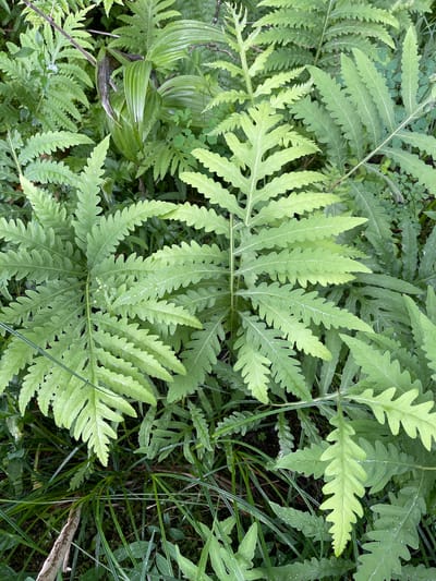The image is a close-up, overhead shot of lush green ferns and other vegetation, likely taken in a shaded, damp environment. The ferns have a delicate, feathery appearance with serrated edges. Water droplets are visible on the leaves, suggesting recent rain or dew. The overall scene conveys a sense of natural growth and abundance. The specific location of the Village of Lyons Falls, United States of America, is not discernible from the visual information presented in the image.