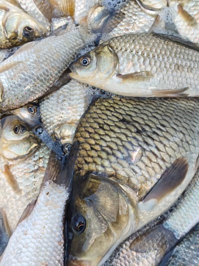 The image displays a close-up, overhead view of a pile of freshly caught fish, likely in shallow water. The fish are silver-toned with visible scales and prominent eyes. Some of the fish have their mouths slightly open, and bubbles are present on the surface of the water, indicating recent activity or the water's movement. The focus is on the textures of the fish scales and the glistening of the water. The scene is devoid of any human presence or surrounding urban or natural landscape features that would suggest a specific location within Parkhomivka, Ukraine.